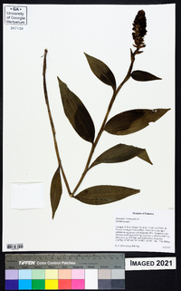 Elleanthus hymenophorus image