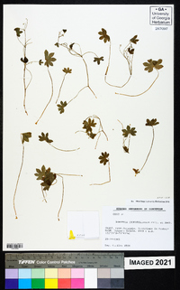 Bowlesia tropaeolifolia image
