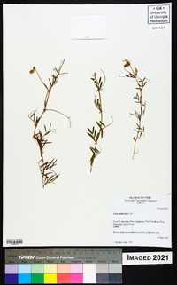 Vicia andicola image