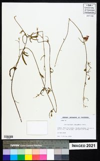 Image of Convolvulus chilensis