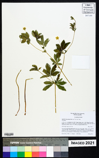 Potentilla flabellifolia image