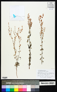 Eriogonum polycladon image