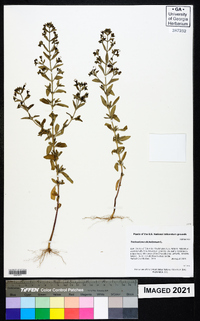 Trichostema dichotomum image