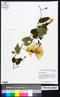 Ipomoea pandurata image