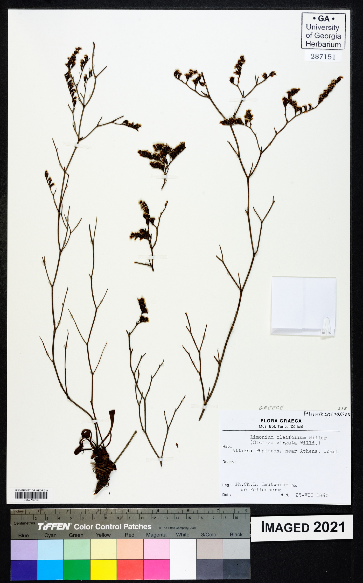 Limonium virgatum subsp. virgatum image