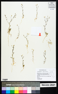 Gilia ochroleuca subsp. ochroleuca image