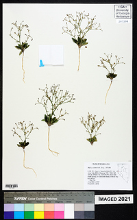 Aliciella leptomeria image