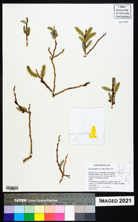 Salix lutea image