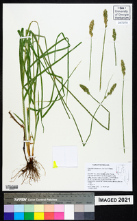 Carex fracta image