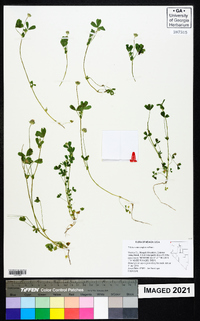 Trifolium microcephalum image