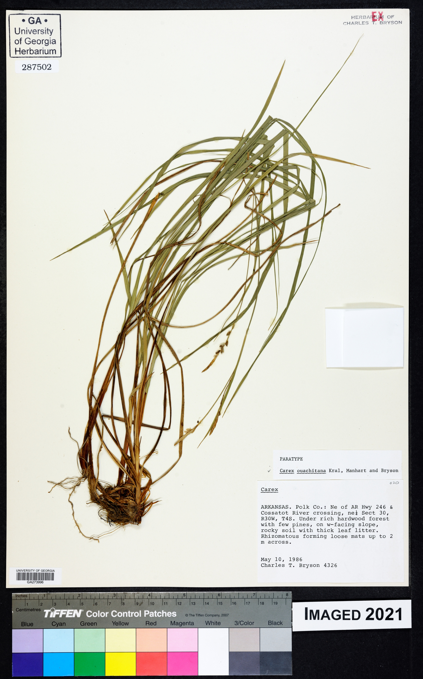 Carex ouachitana image