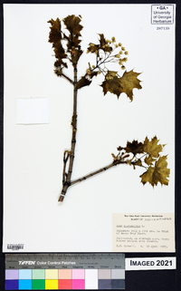 Acer platanoides image