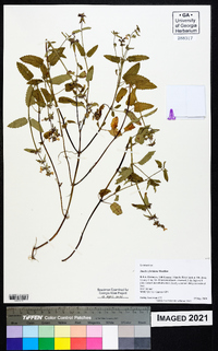 Stachys floridana image