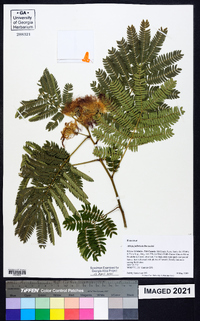 Albizia julibrissin image