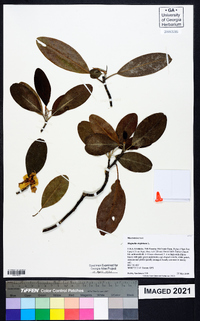 Magnolia virginiana image