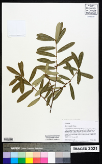 Quercus pumila image