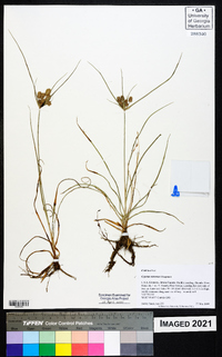 Cyperus retrorsus image