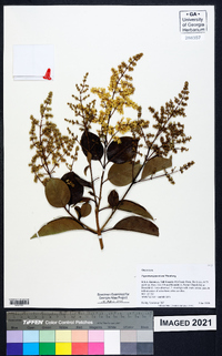 Ligustrum japonicum image