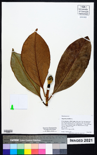 Magnolia grandiflora image