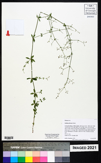 Galium pilosum image