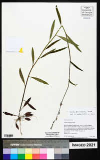 Lobelia flaccidifolia image