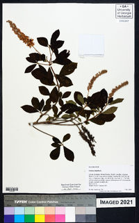 Clethra alnifolia image