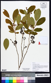 Lyonia mariana image