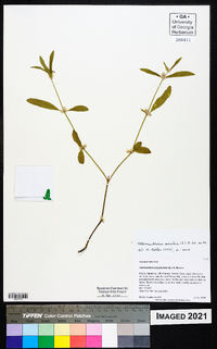 Alternanthera sessilis image