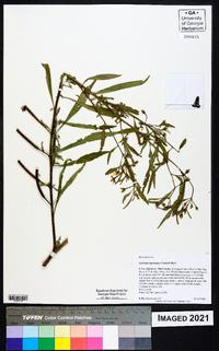 Ludwigia leptocarpa image