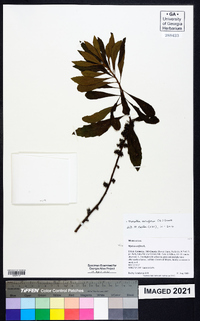 Myrica cerifera image