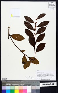 Lyonia lucida image