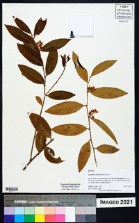 Leucothoe axillaris image