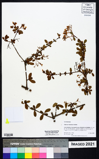 Viburnum obovatum image