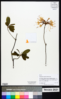 Rhododendron canescens image