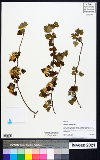 Crataegus marshallii image