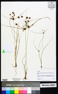 Cyperus filiculmis image