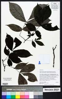 Carya carolinae-septentrionalis image