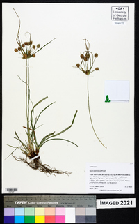 Cyperus retrorsus image