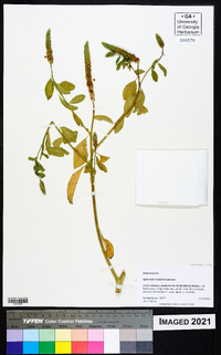 Sphenoclea zeylanica image