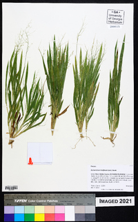 Dichanthelium laxiflorum image