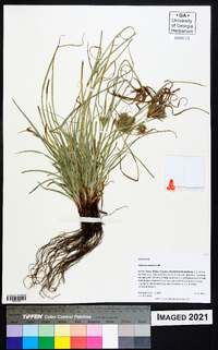 Cyperus croceus image