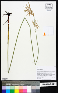 Cyperus articulatus image