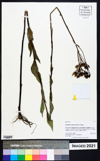 Arnoglossum ovatum image