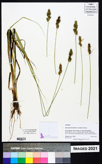 Carex fissa image