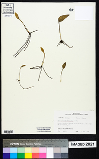 Ophioglossum petiolatum image