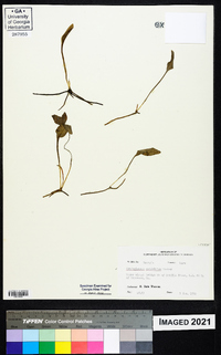 Ophioglossum petiolatum image