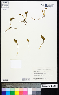 Ophioglossum petiolatum image