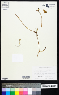 Ophioglossum petiolatum image