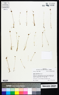 Juncus capitatus image