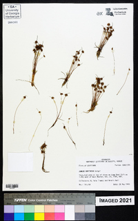 Juncus capitatus image